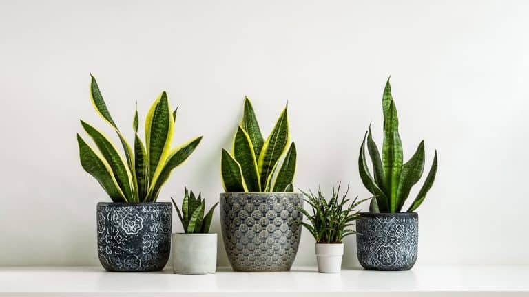 Small and big snake plants on the table, Transform Your Space: Stylish Ways To Display Your Snake Plants - 1600x900