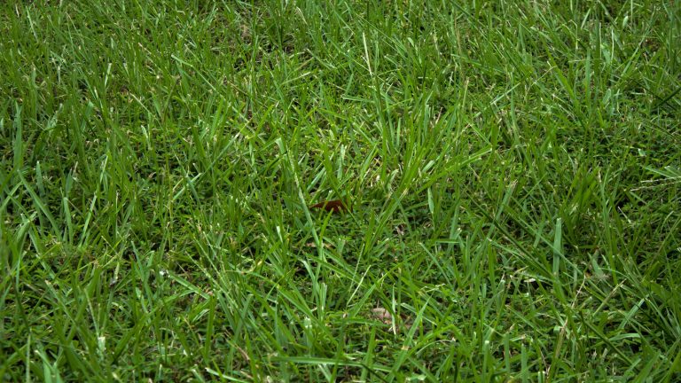 Newly aerated lawn, 6 Fall Lawn Care Tips - 1600x900