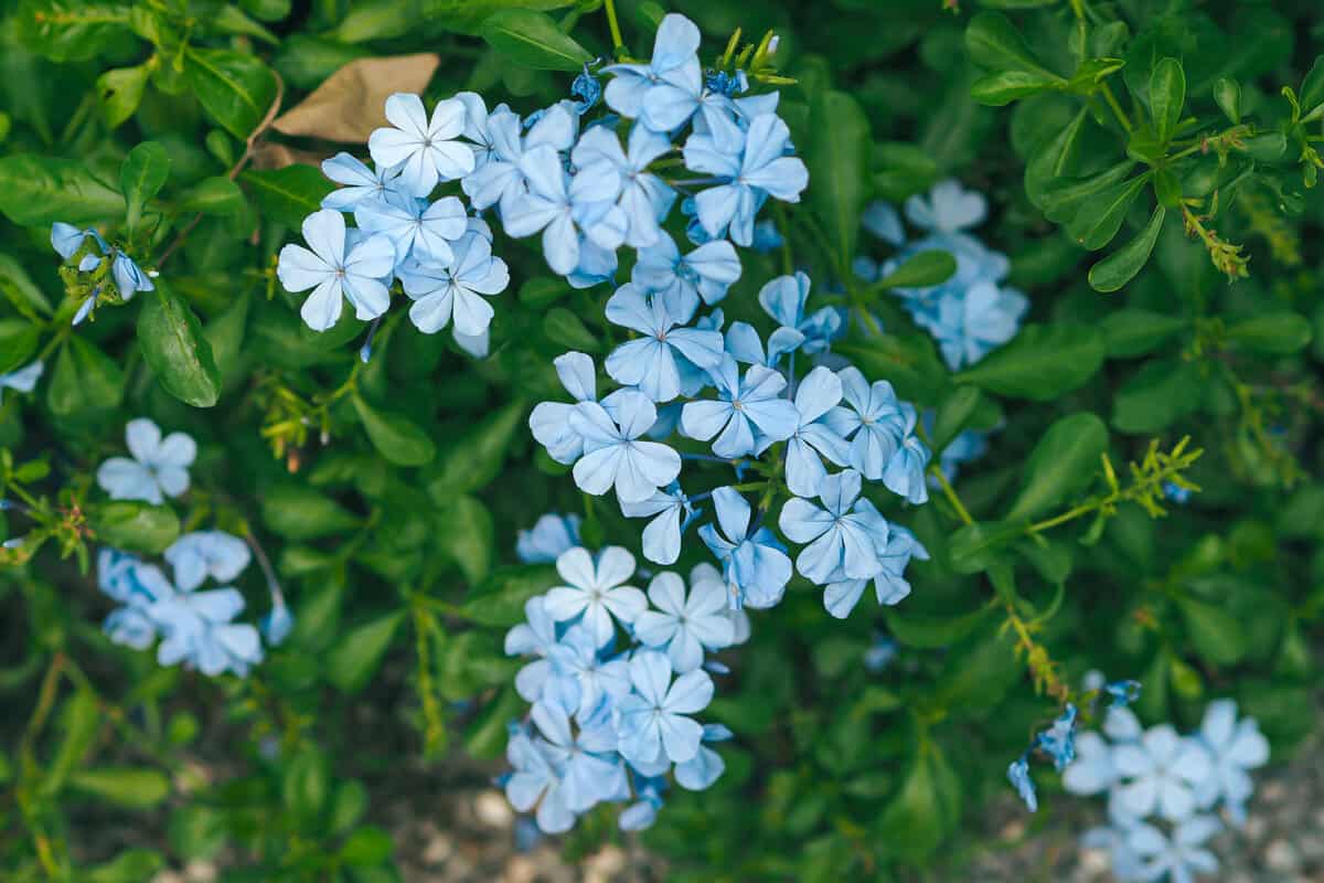 Light blue petals of plumbago flowers