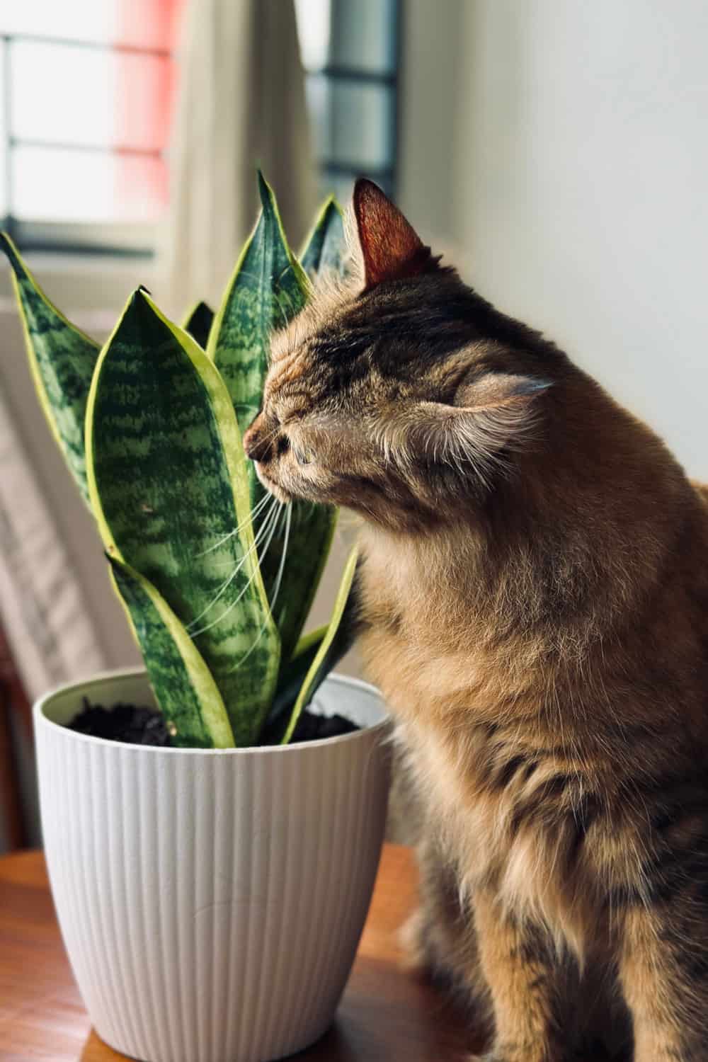 A cat sniffing and heading to bite the snake plant