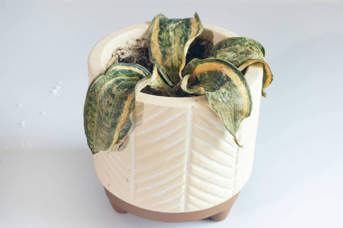 Snake plant suffering from extreme root rot