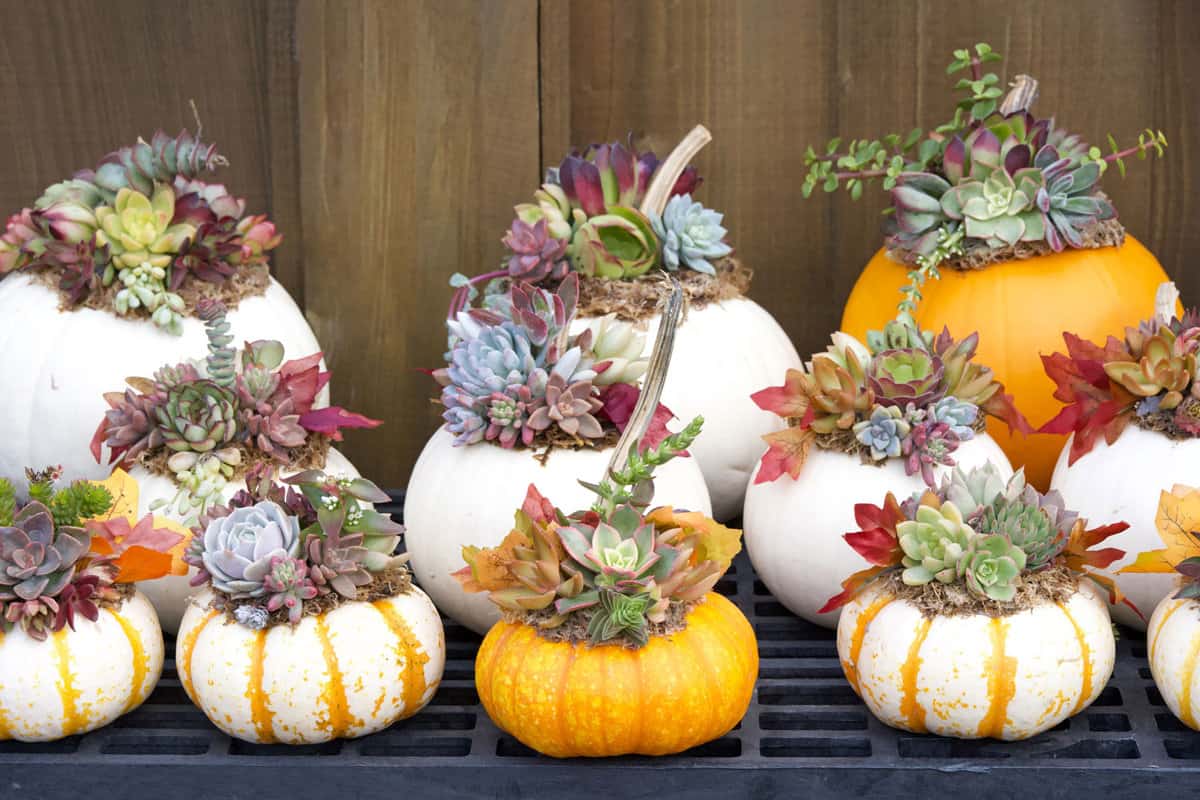 Miniature pumpkins decorated with succulents and cactus plants on metal grating surface