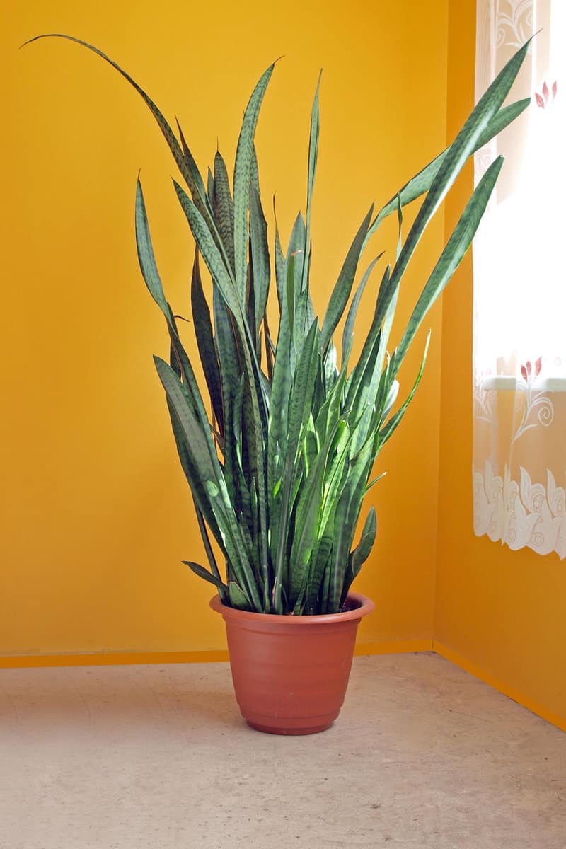 A huge snake plant on a yellow living room