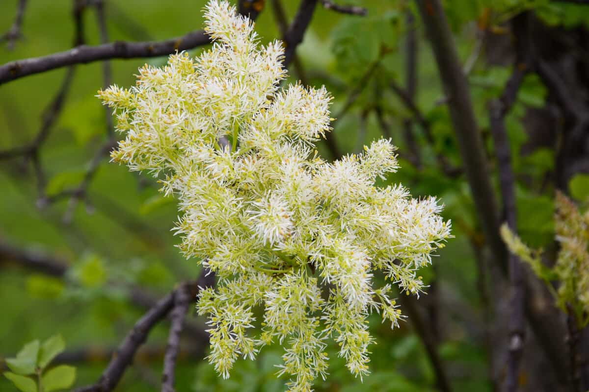 A flowering ash tree photographed in the garden