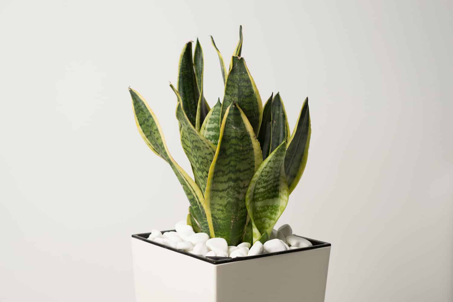 A snake plant planted on a white pot