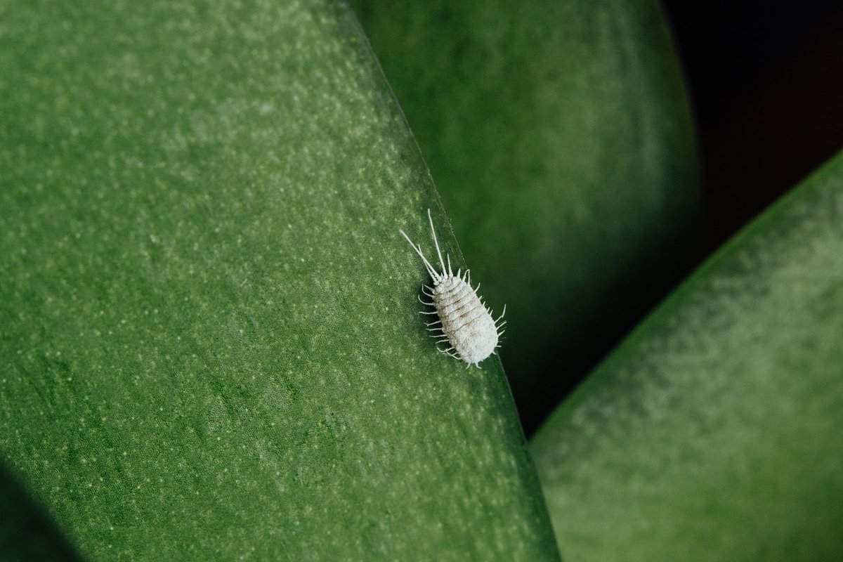 Up close photo of an Aphid in a orchid leaf