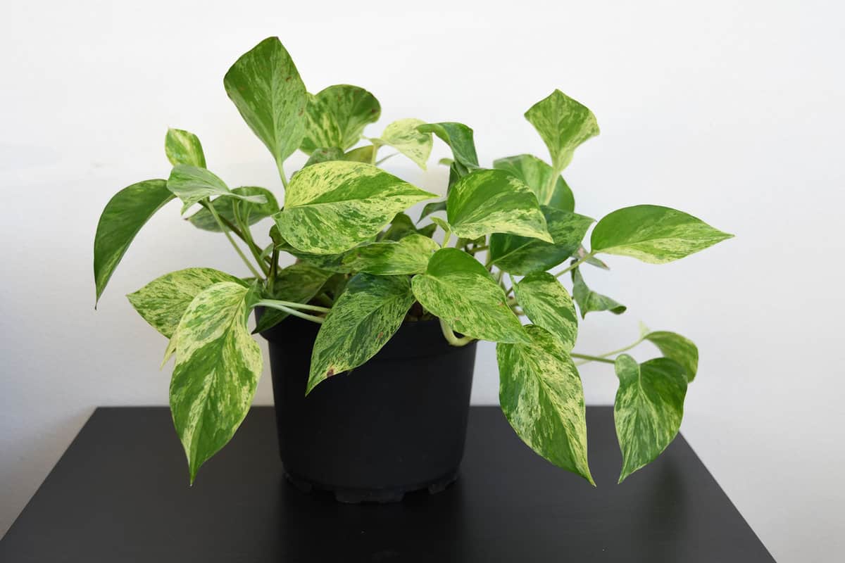A small and gorgeous pothos plant