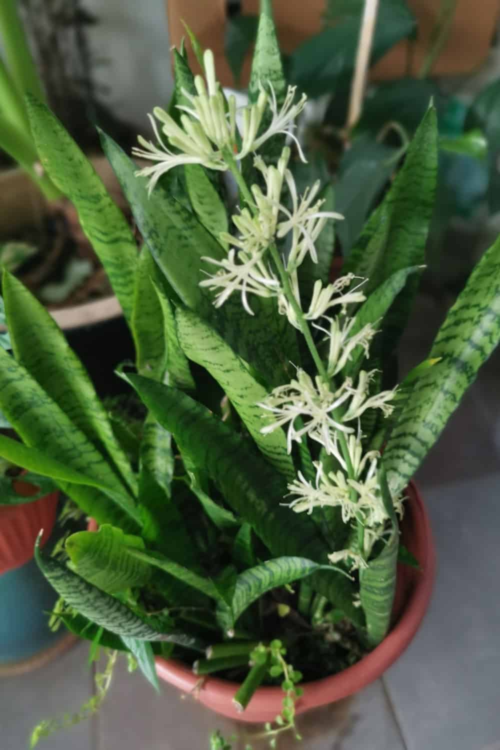 A small flowering indoor snake plant