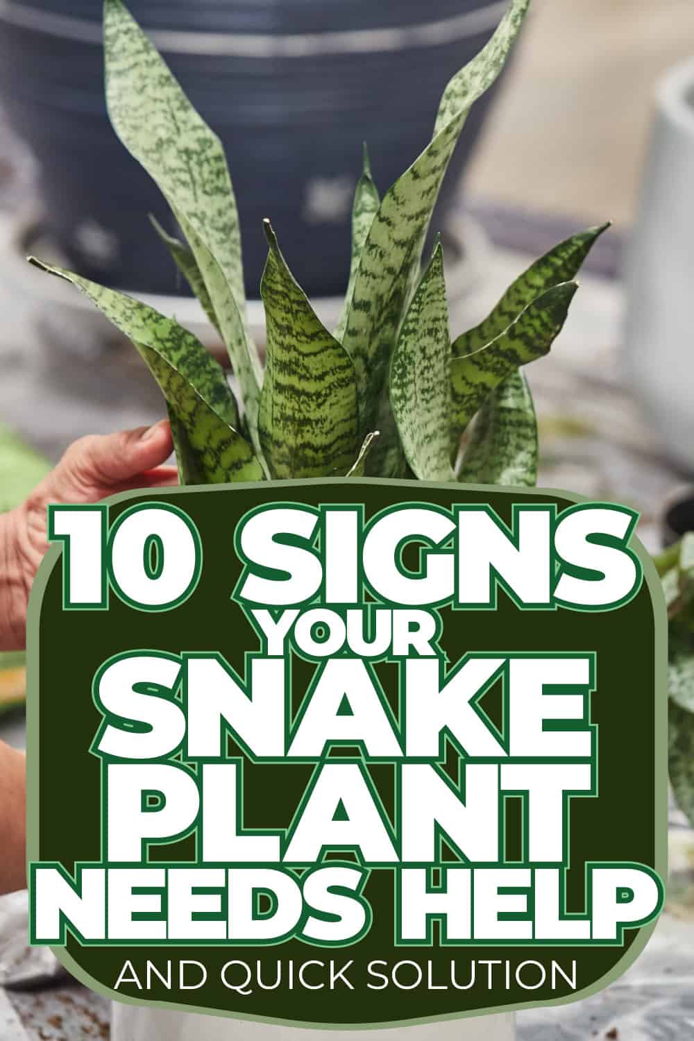 10 Signs Your Snake Plant Needs Help (And Quick Solutions!)