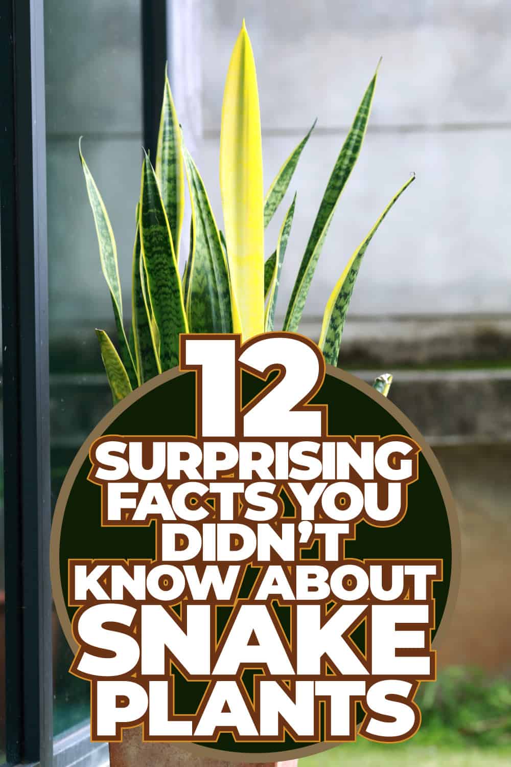12 Surprising Facts You Didn’t Know About Your Snake Plant