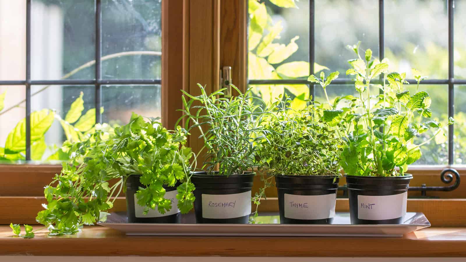 Different kinds herbs planted in small pots placed in the kitchen window sill
