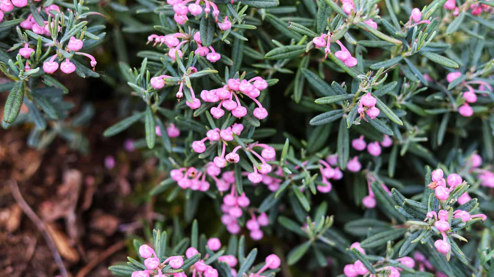 Pink blooming blue ice bog rosemary