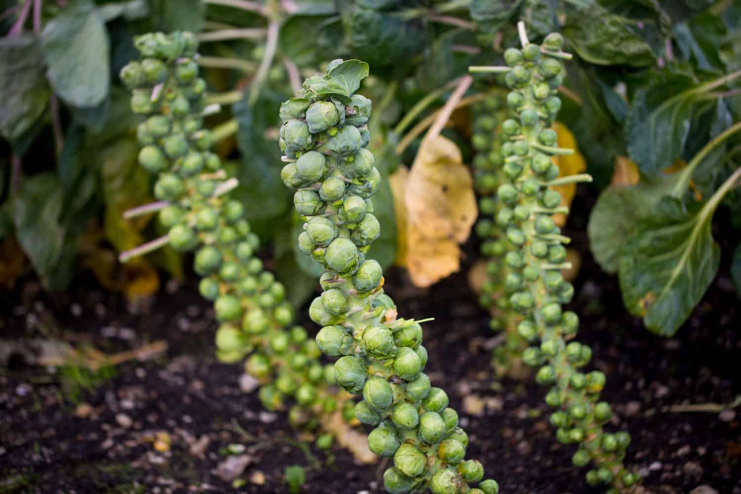 hanging Brussel sprouts grown in the garden