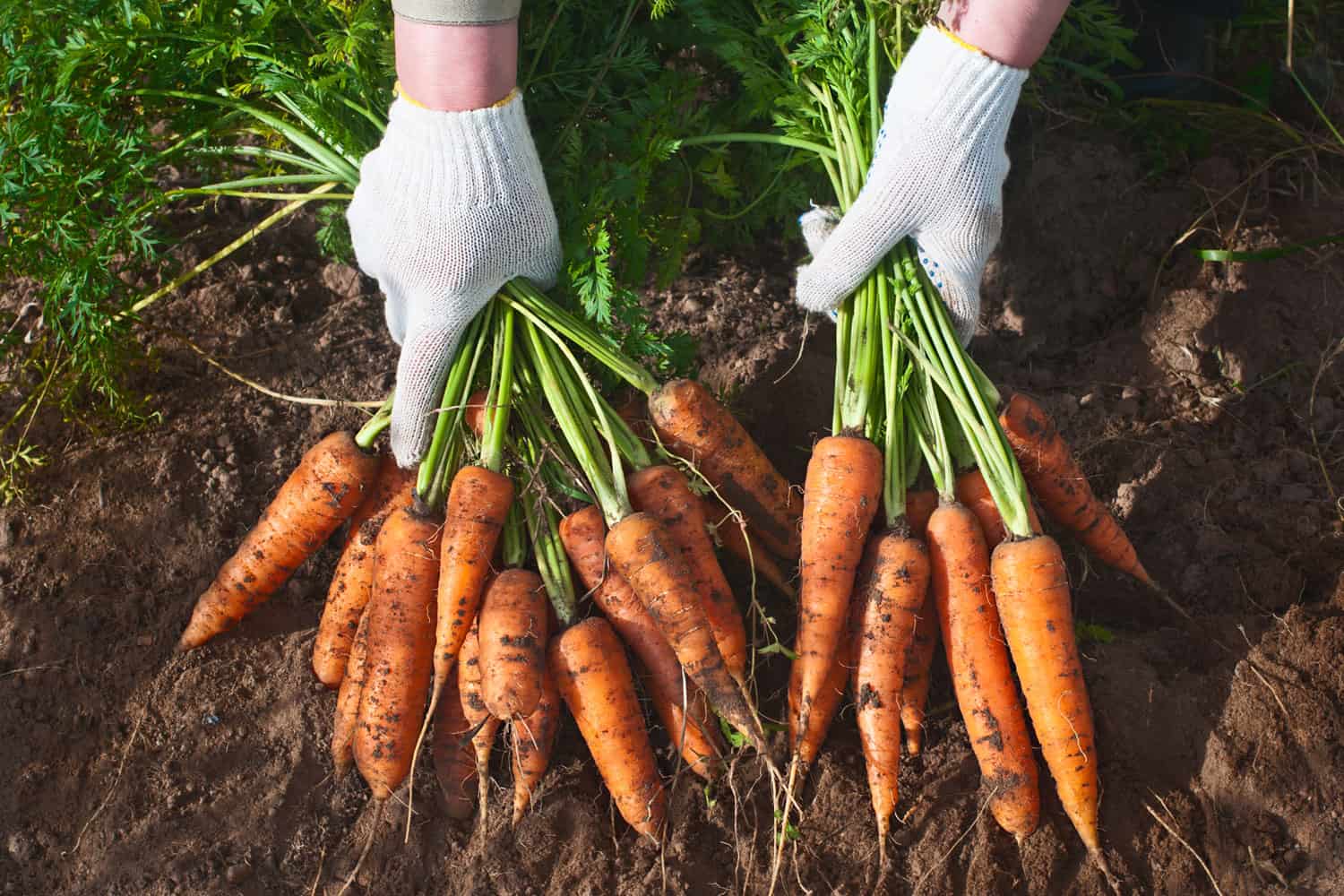Harvesting carrots in the garden