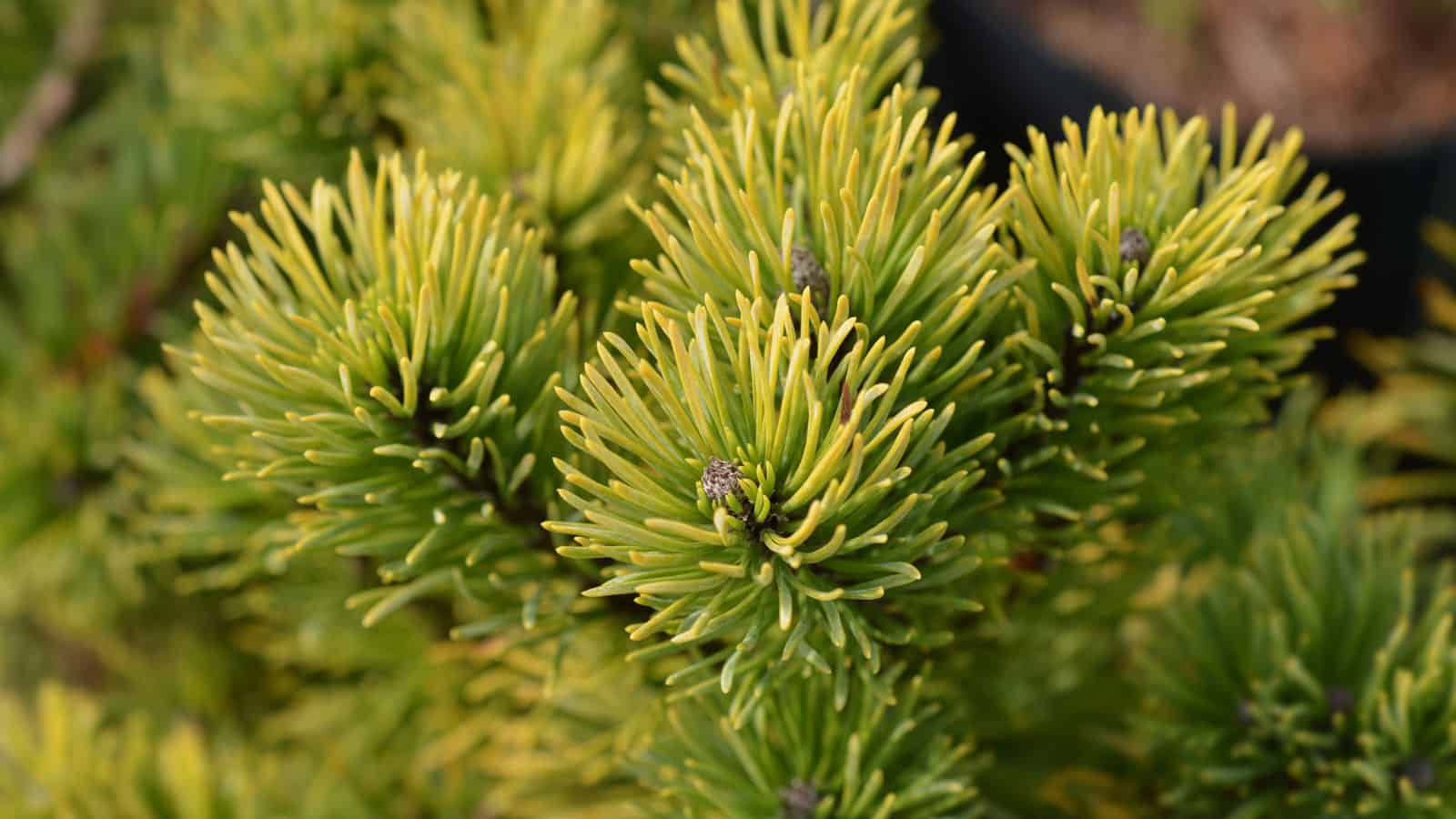 Gorgeous Carstens Wintergold Mugo Pine