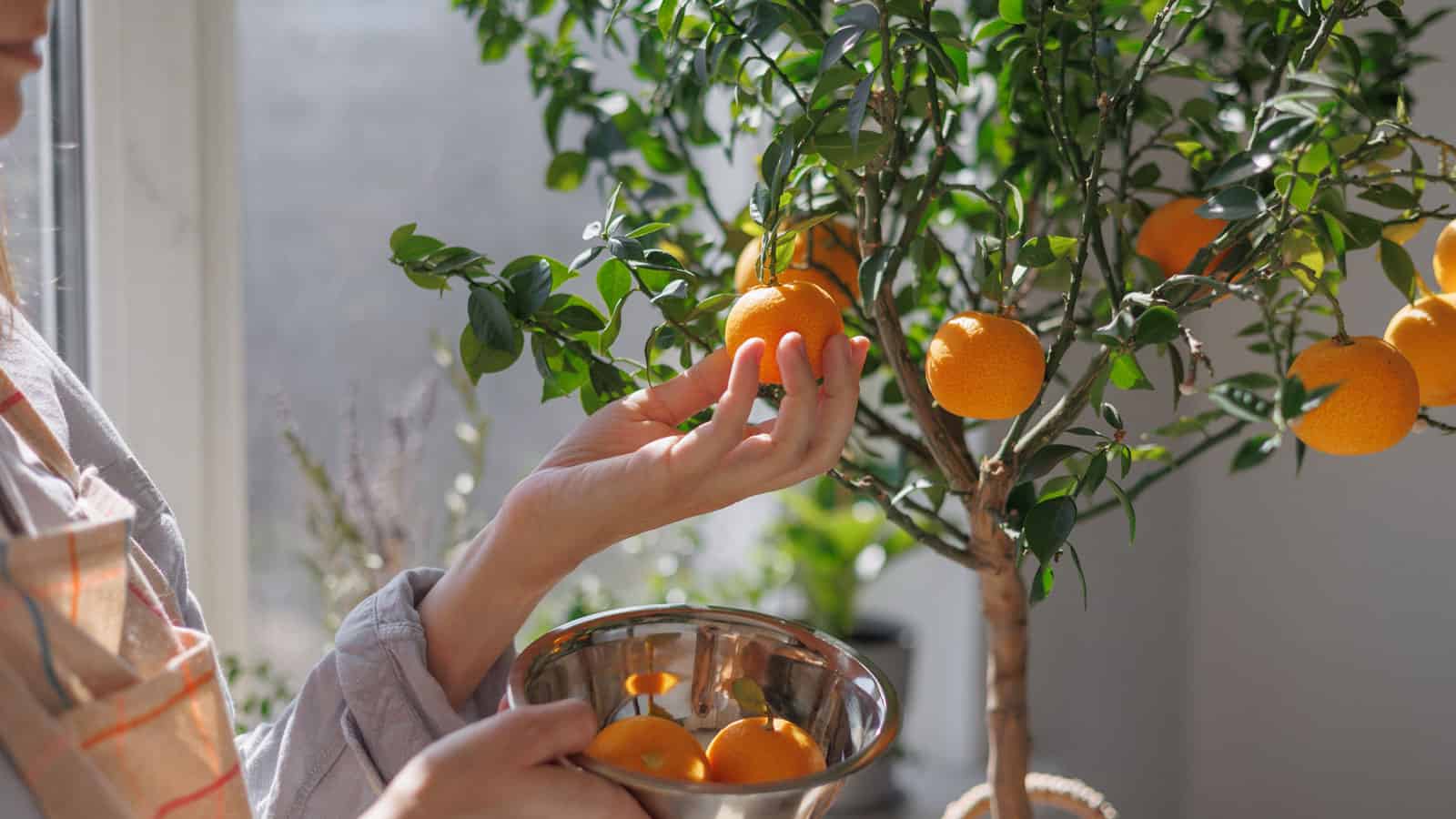 Woman picking oranges from a dwarf citrus tree