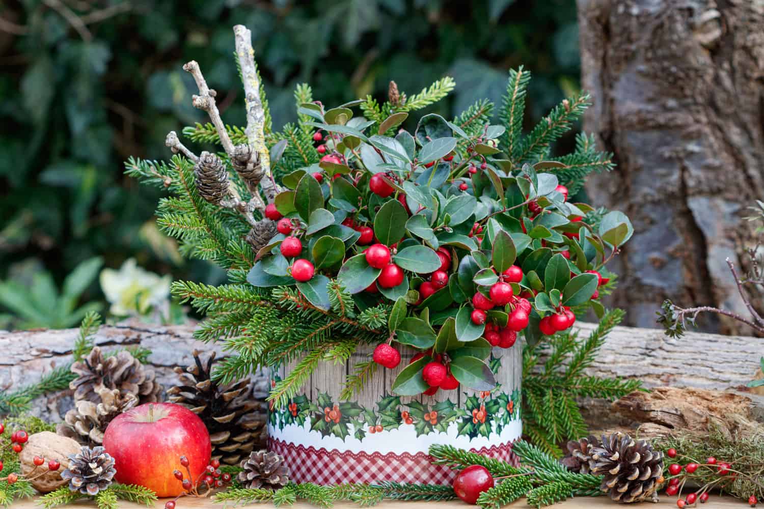 gaultheria procumbens and fir branches in box as winter garden decoration