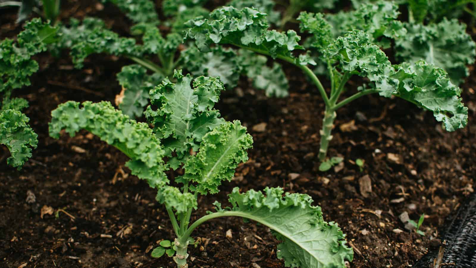 Healthy kale planted in the garden