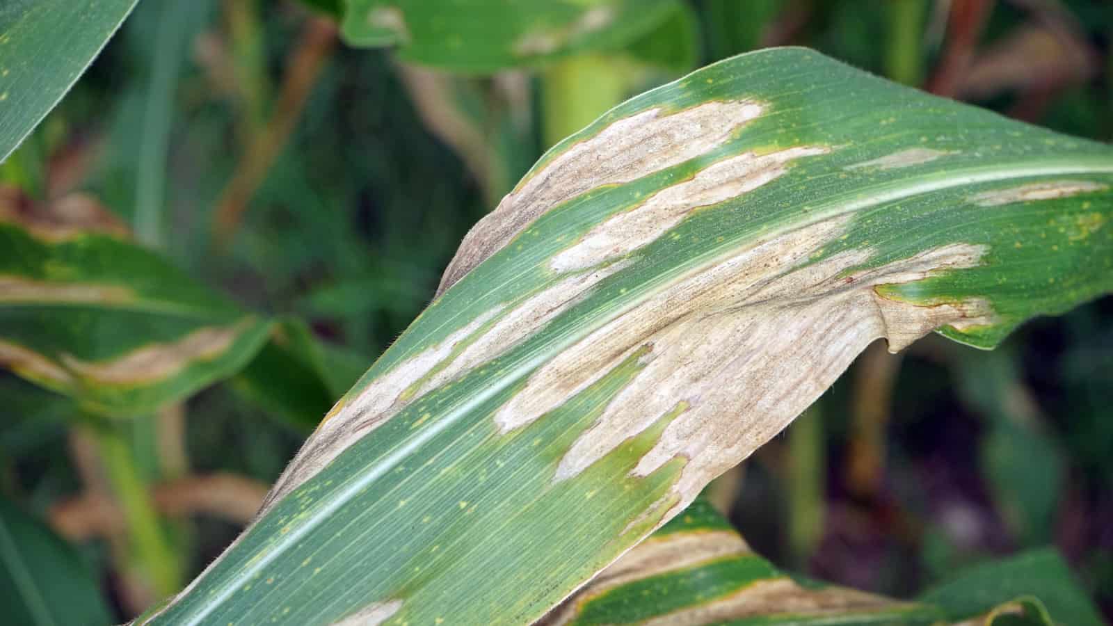 A palm tree infected with leaf blight