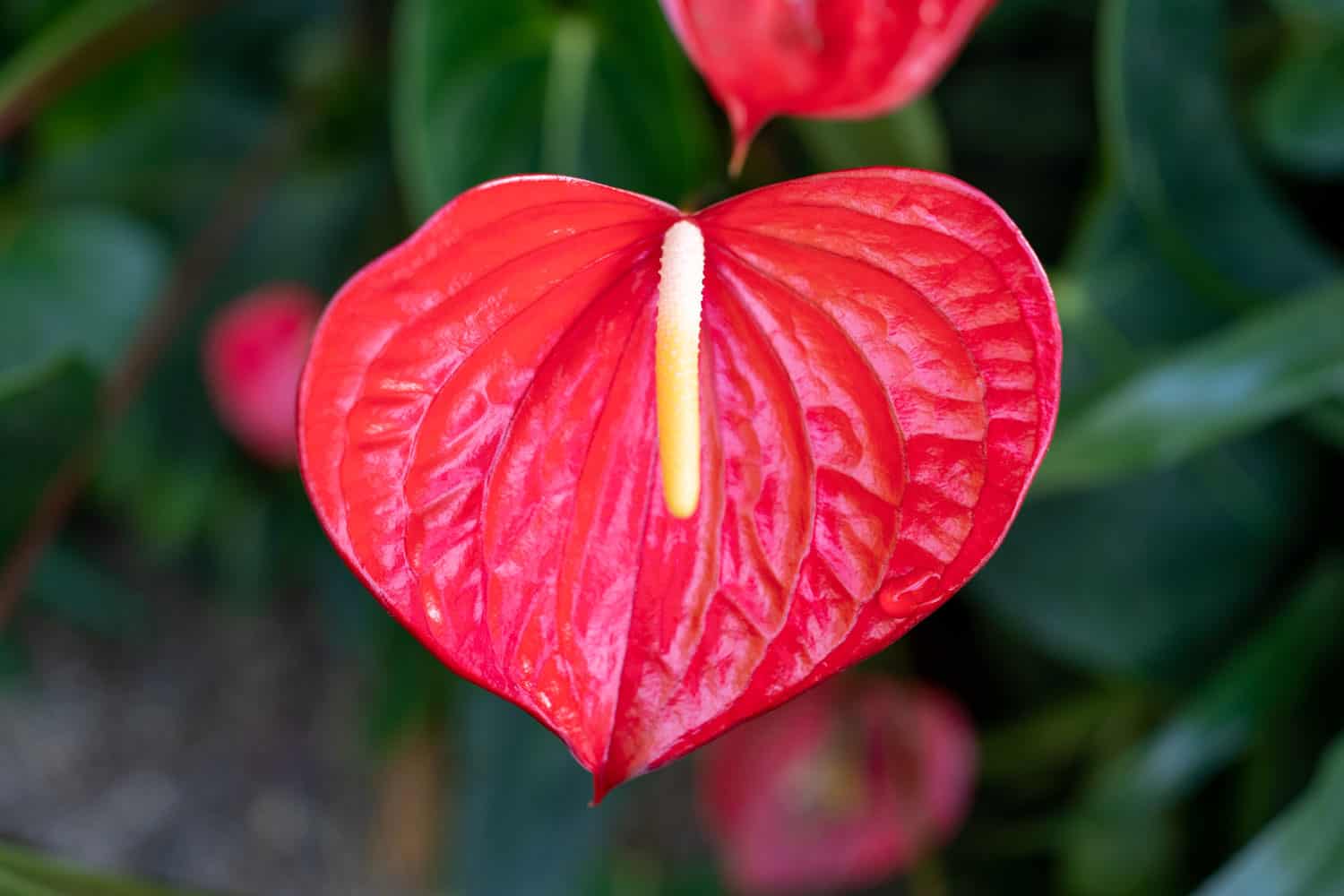 Bright pink flower of a Mauna Loa peace lily