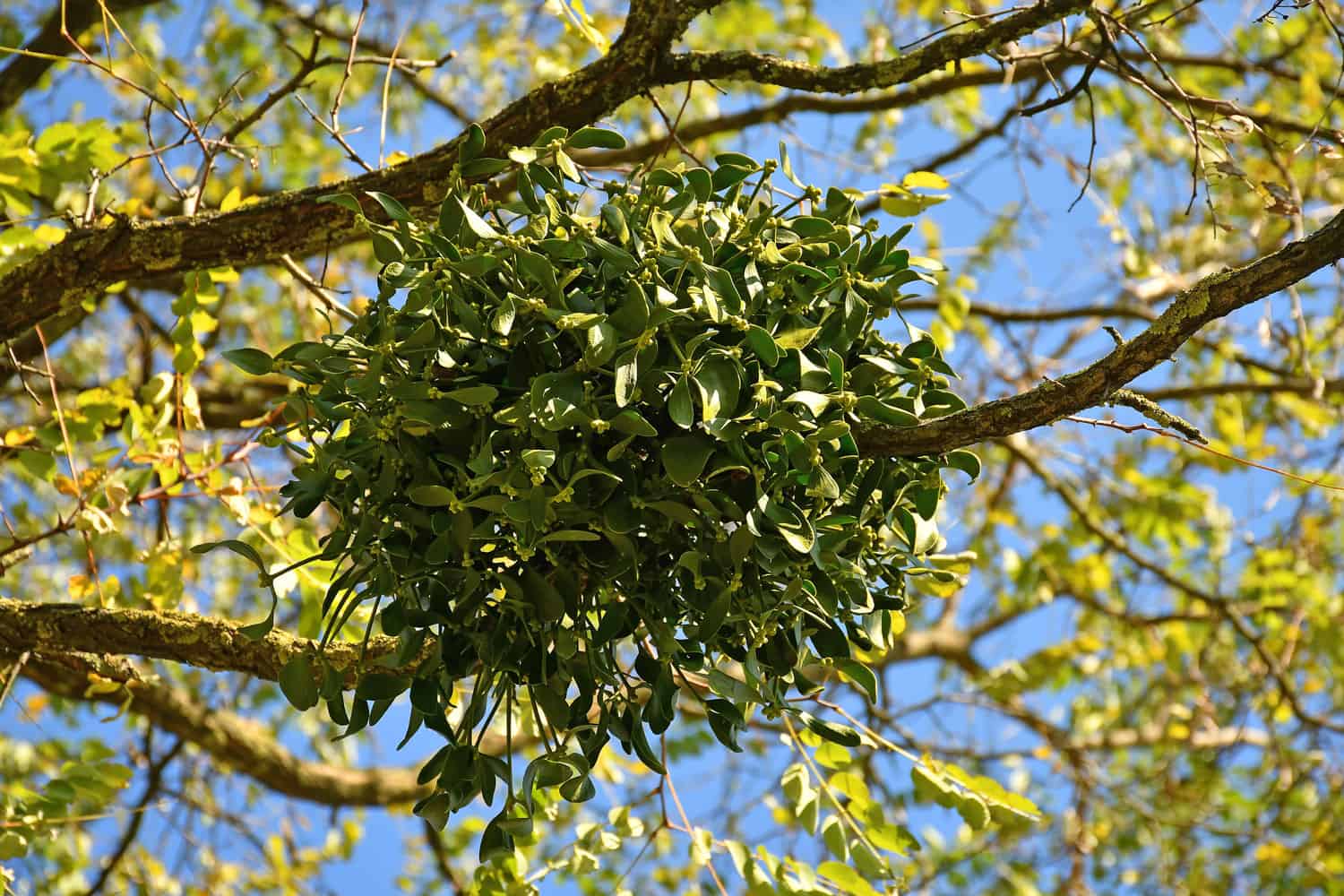 Mistletoe tree