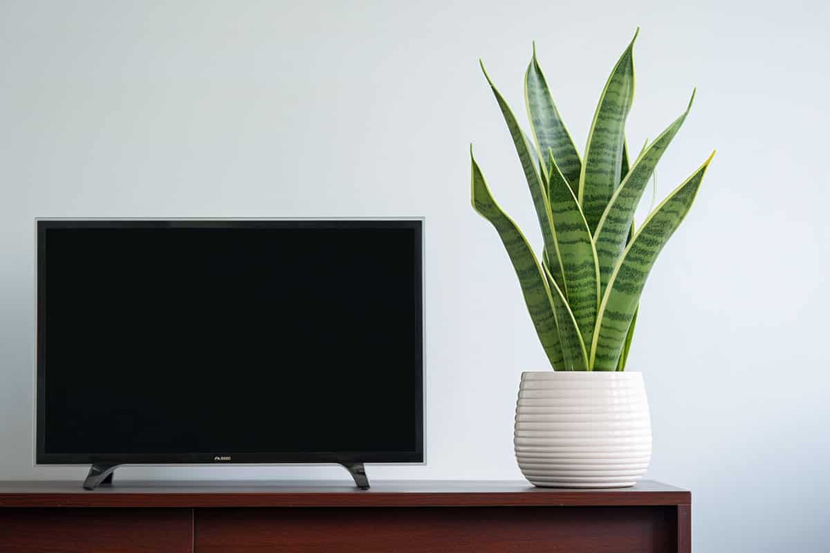 A snake plant next to the TV