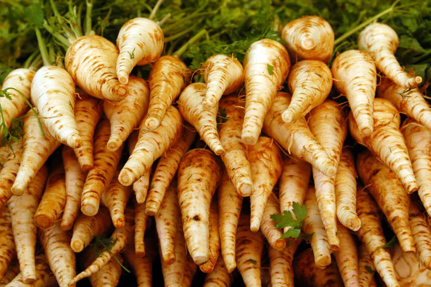 A stockpile of harvested parsnips in the garden