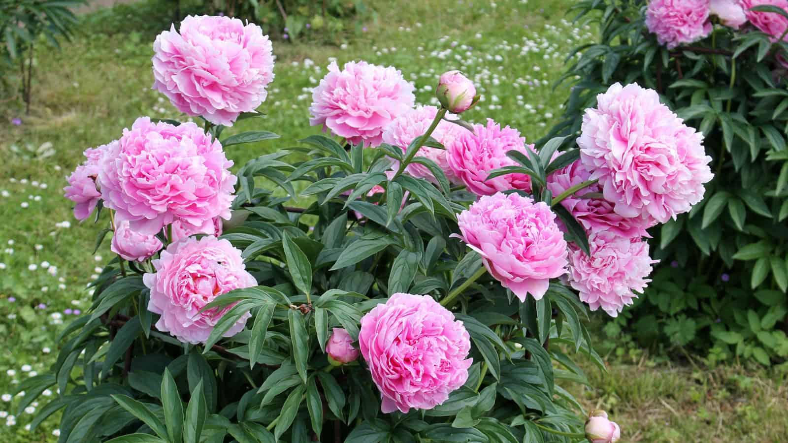 gorgeous pink blooming peonies in the garden