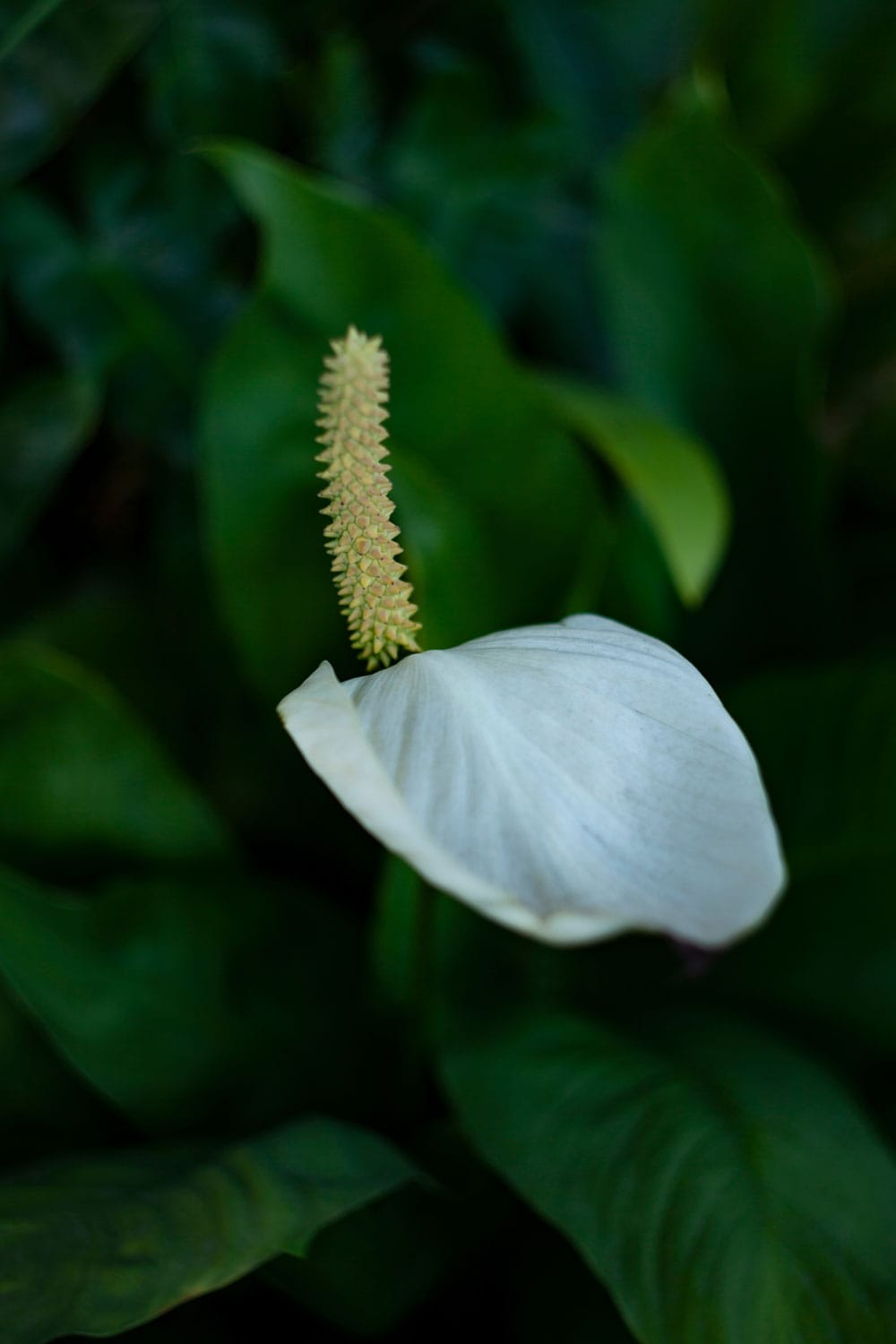 Blooming white flower of a platinum peace lily