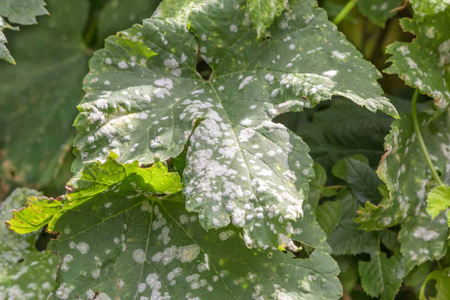 A small powdery mildew infecting a plant