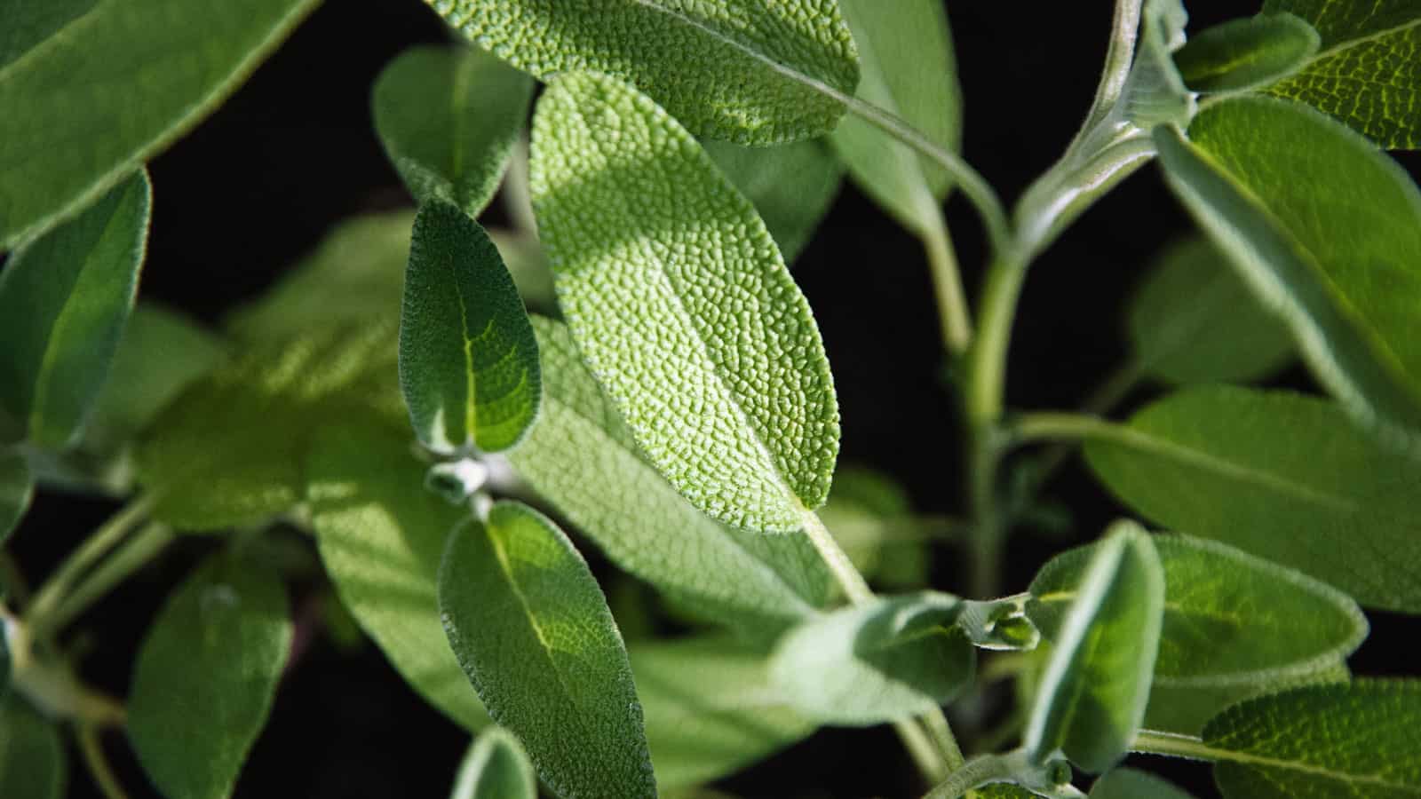 Up close photo of a sage plant