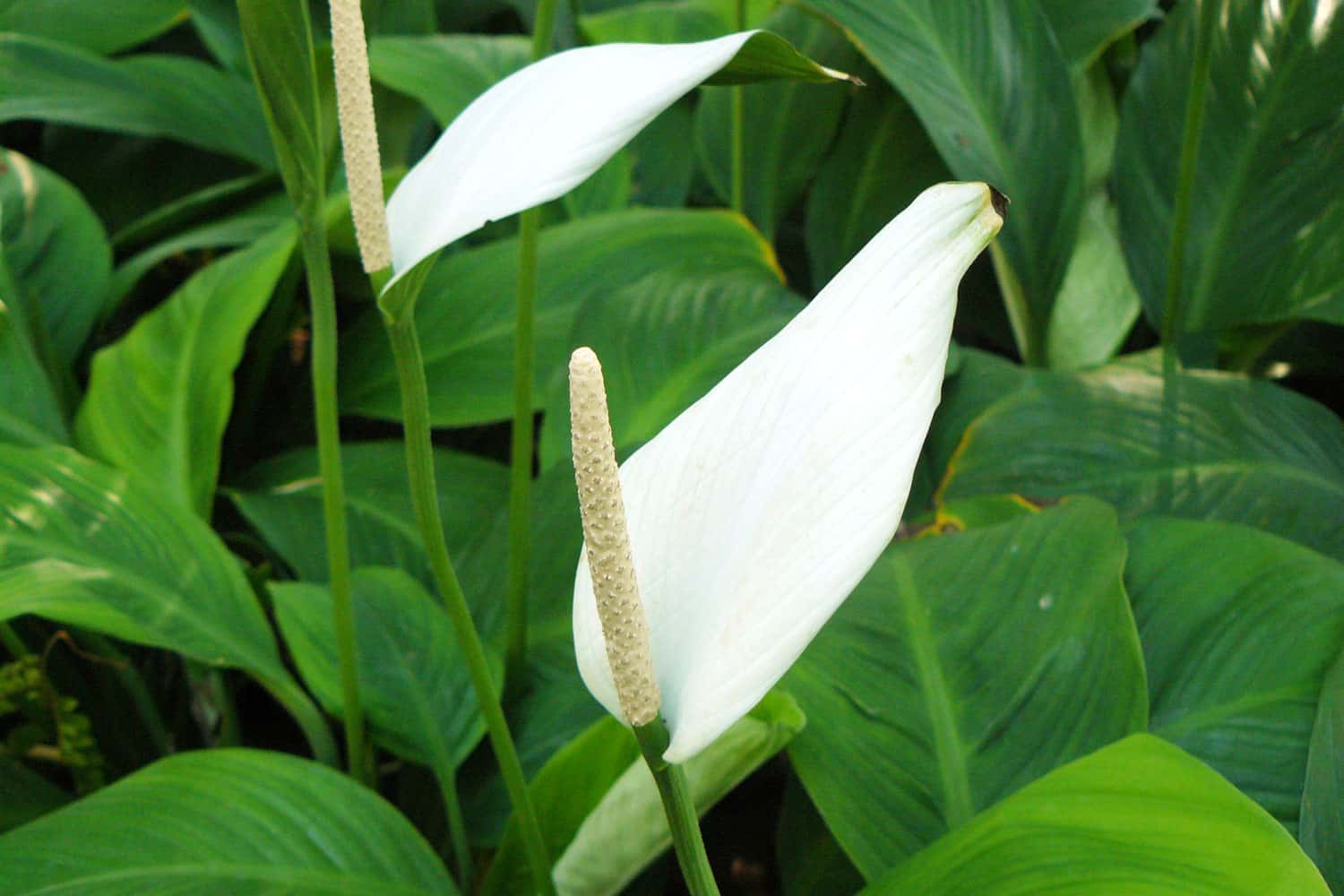 Blooming white flowers of a sensation peace lily