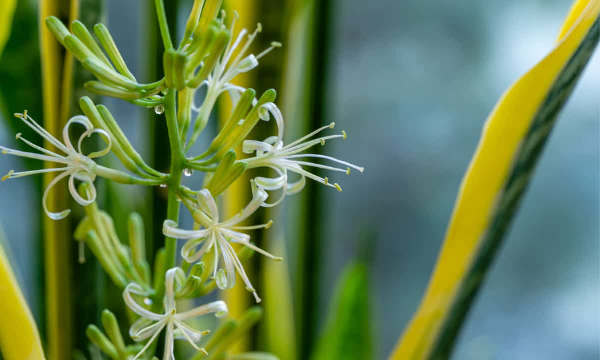 Close-up blooming sansevieria trifasciata