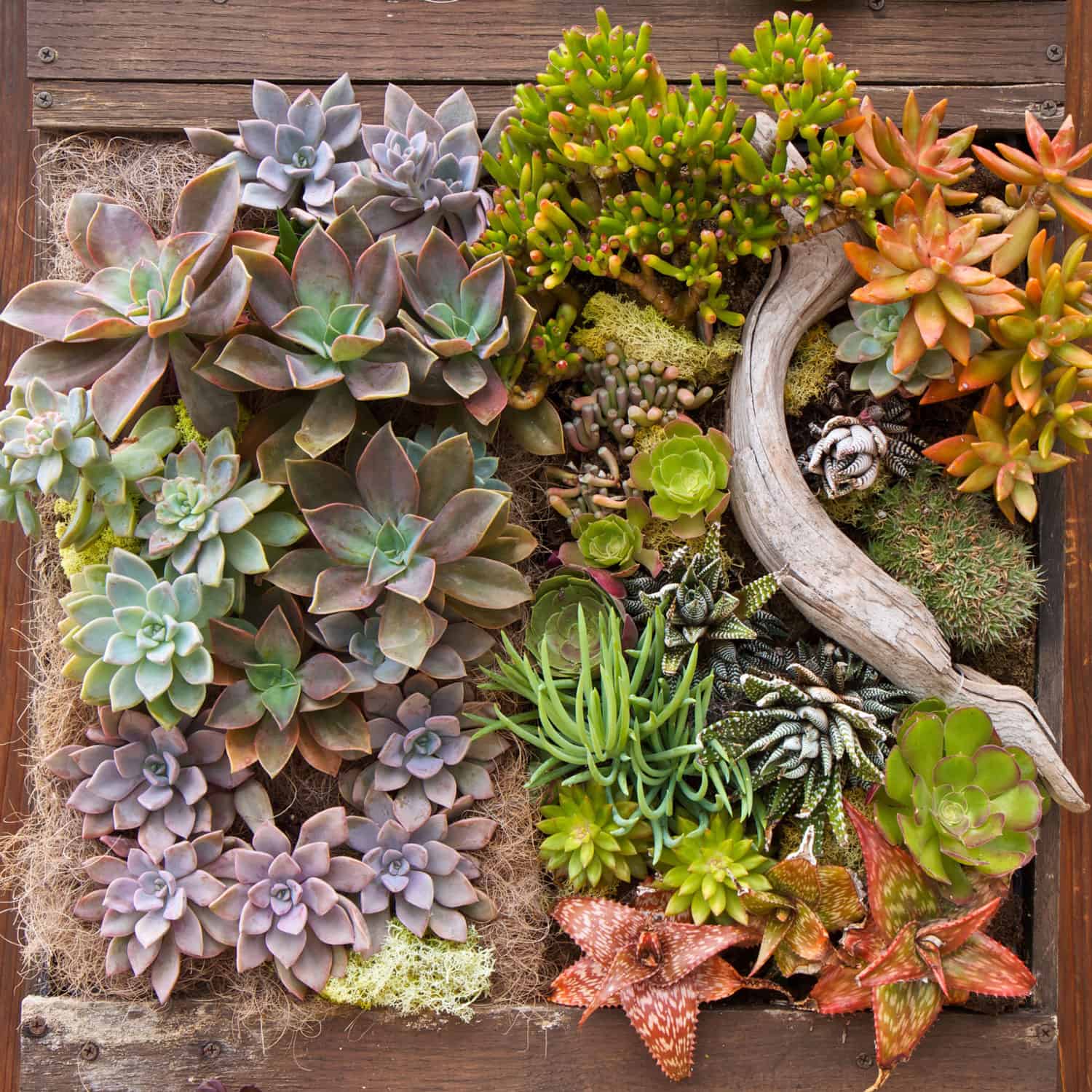 A stunning and beautifully arrange succulent wall
