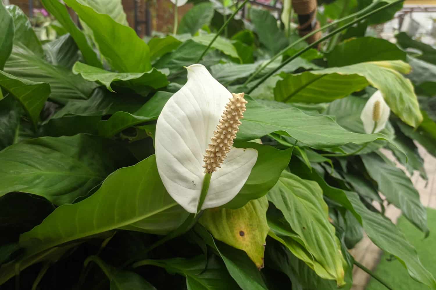 Beautiful white flower of a Sweet chico peace lily