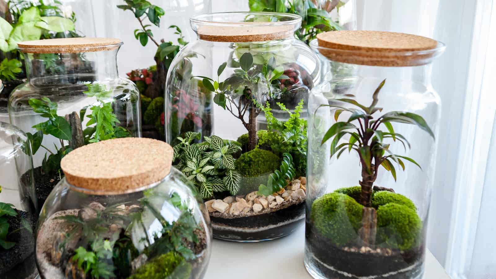 Different sizes of beautiful home made terrariums 