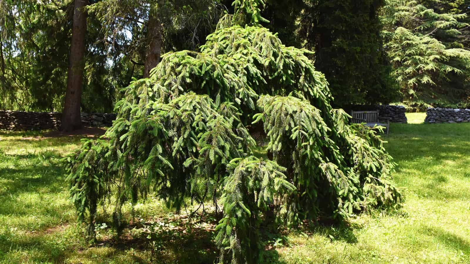 A small Weeping Norway Spruce tree 