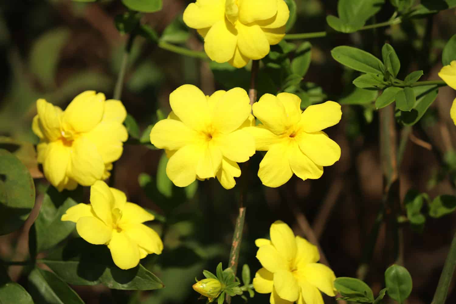 Blooming yellow winter jasmine flowers