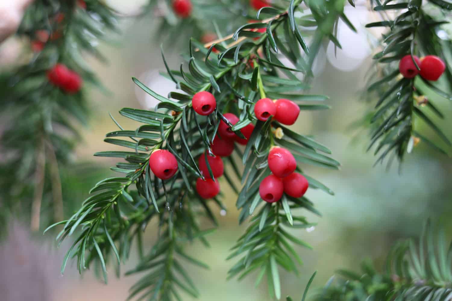 Blooming red bearings of a Yew tree