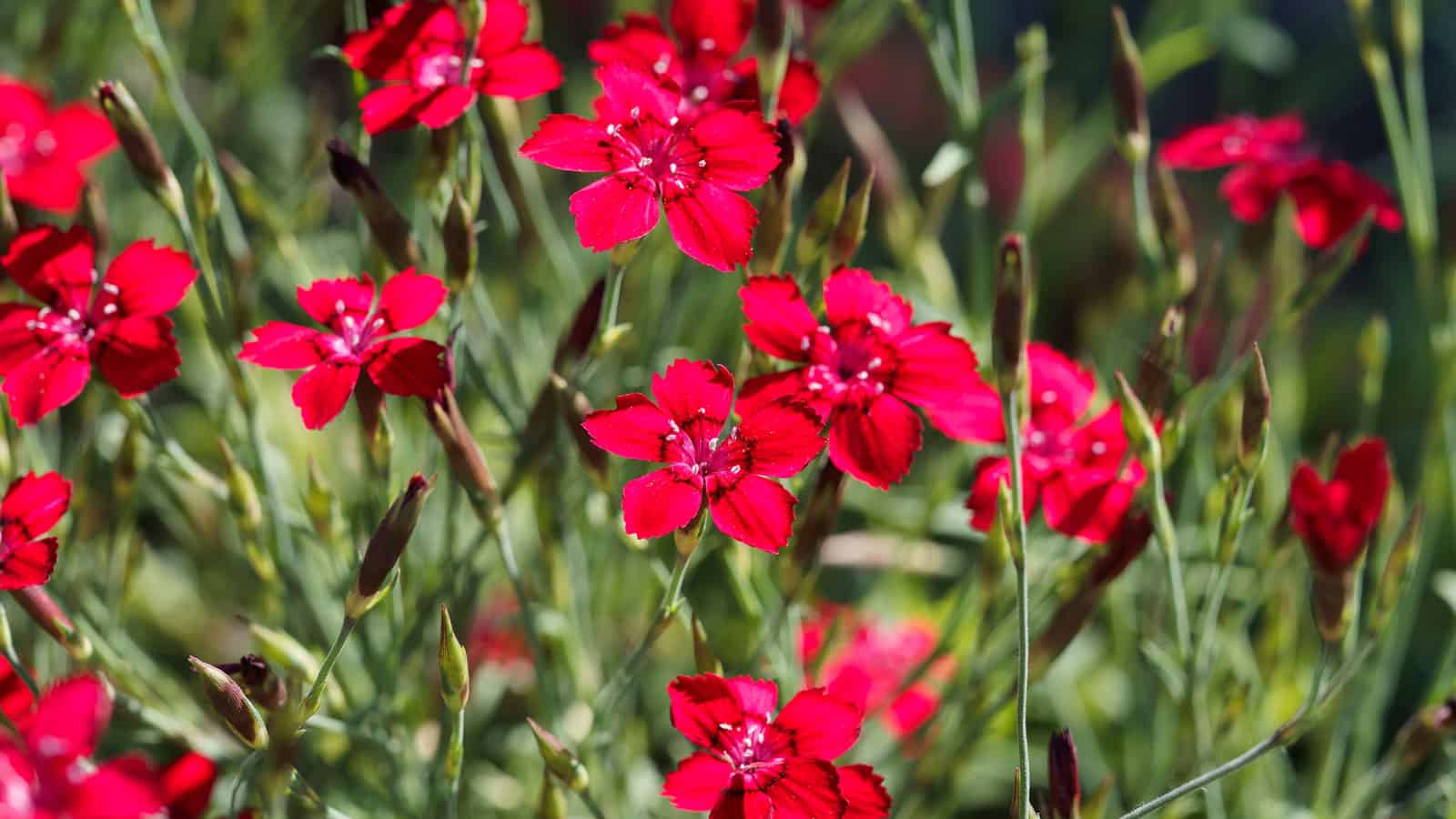 Blooming red petals of a Frosty fire dianthus