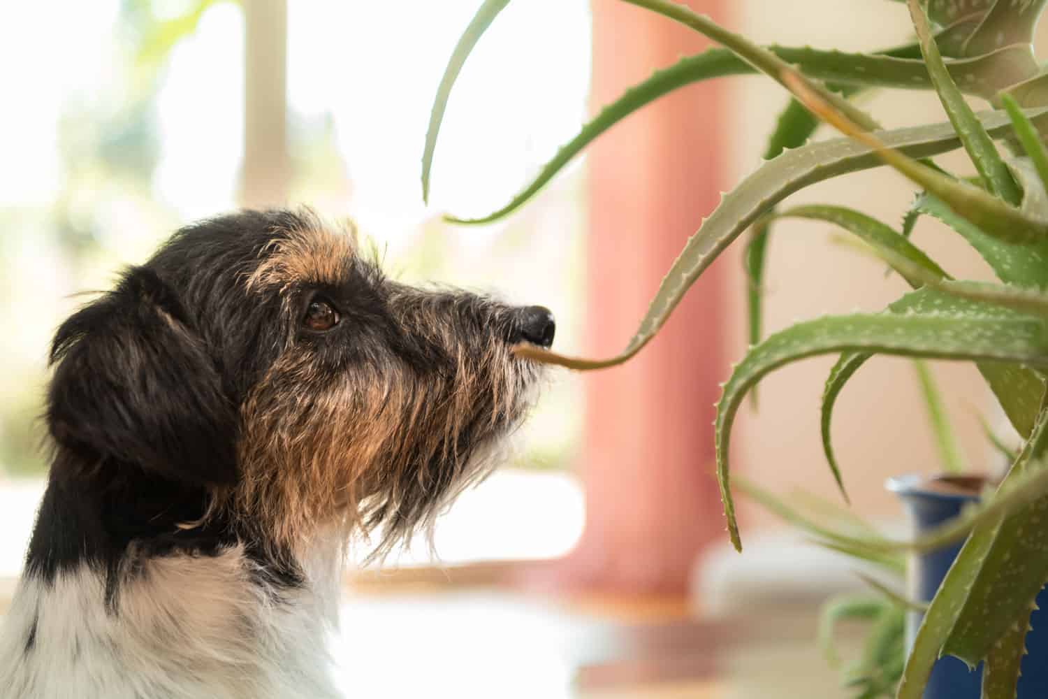 Cute dog sniffing an aloe vera plant