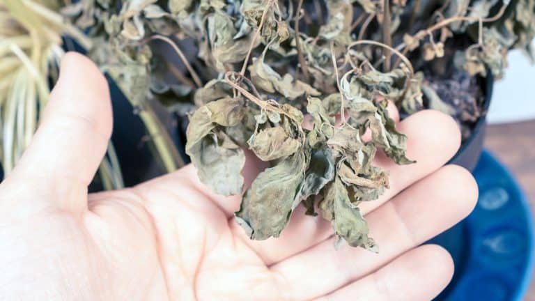 Gardener holding dying basil leaves, 5 Seasonal Changes That Can Wreak Havoc on Herbs - 1600x900