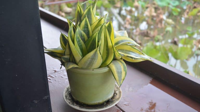 A snake plant planted on a white urn placed on the window sill, Do Snake Plants Go Dormant? - 1600x900