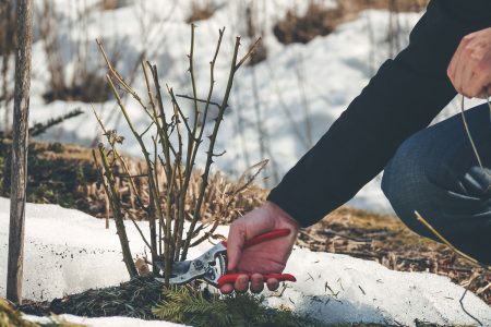 Gardener removing dead stems of plant, 5 Common Winter Gardening Mistakes That Can Spell Disaster - 1600x900