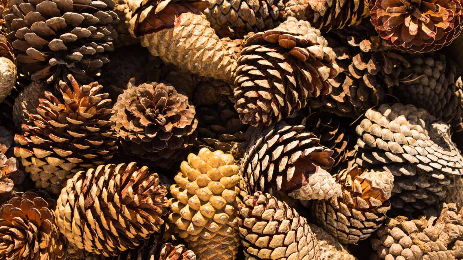 A small pile of pine cones, How to Make Your Own Fire Starters - 1600x900