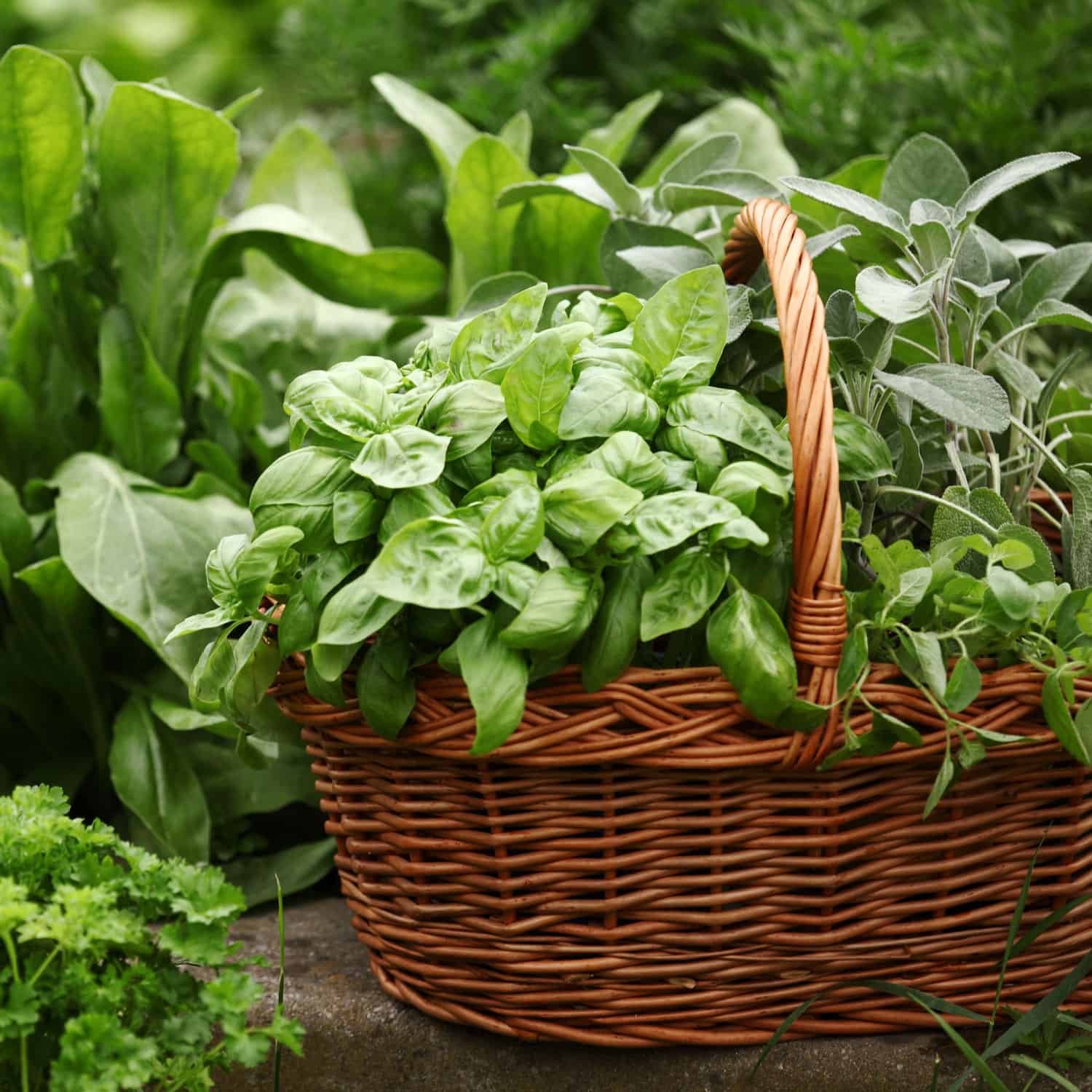A garden basket filled with garden herbs for cooking