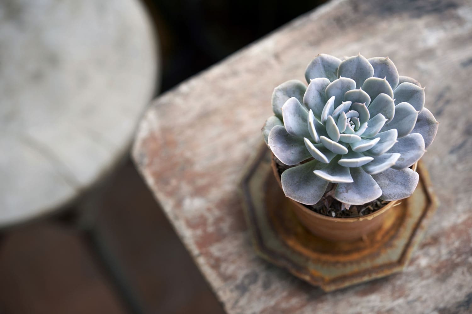 A beautiful succulent planted in a clay pot ready for transport