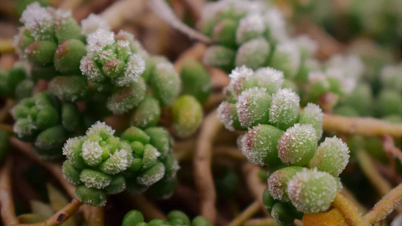 Up close photo of succulent covered in frost