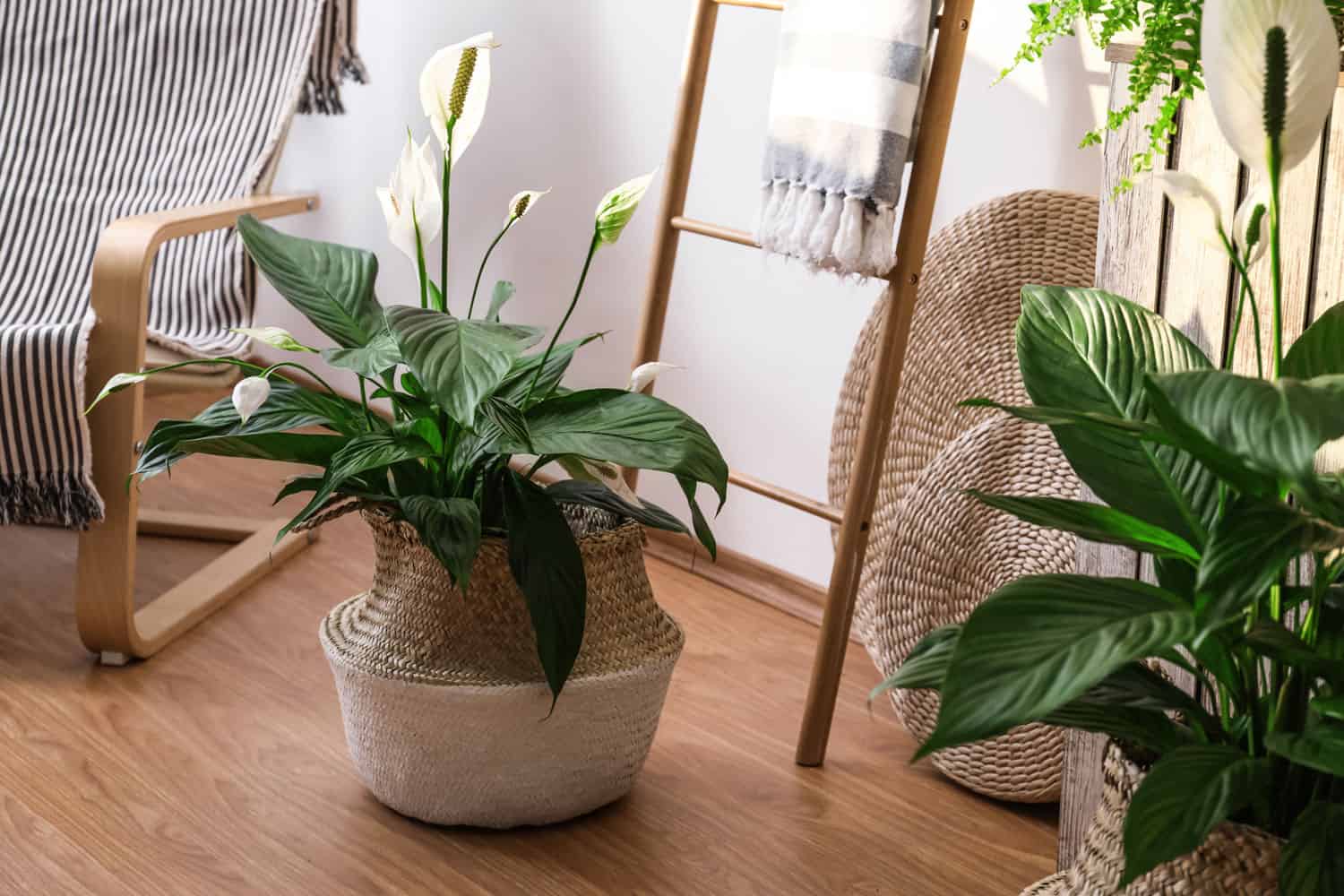 Peace lily plant in a clay cream colored pot