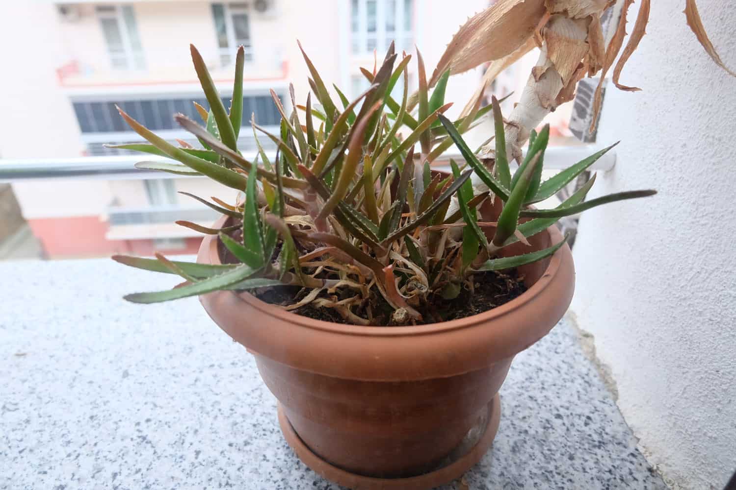 Aloe vera plant in a clay garden pot
